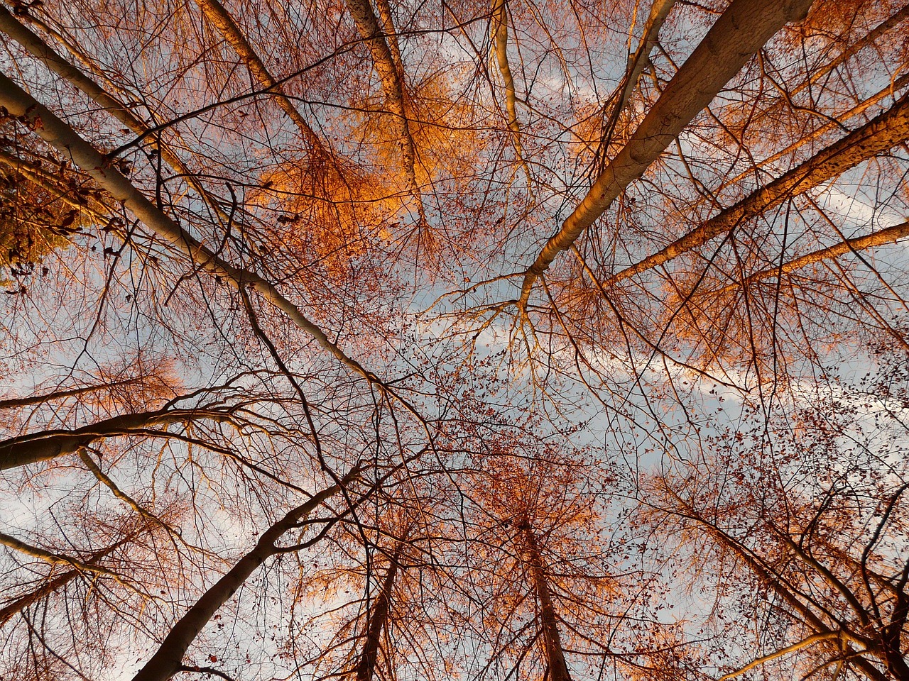 forest-3147_1280